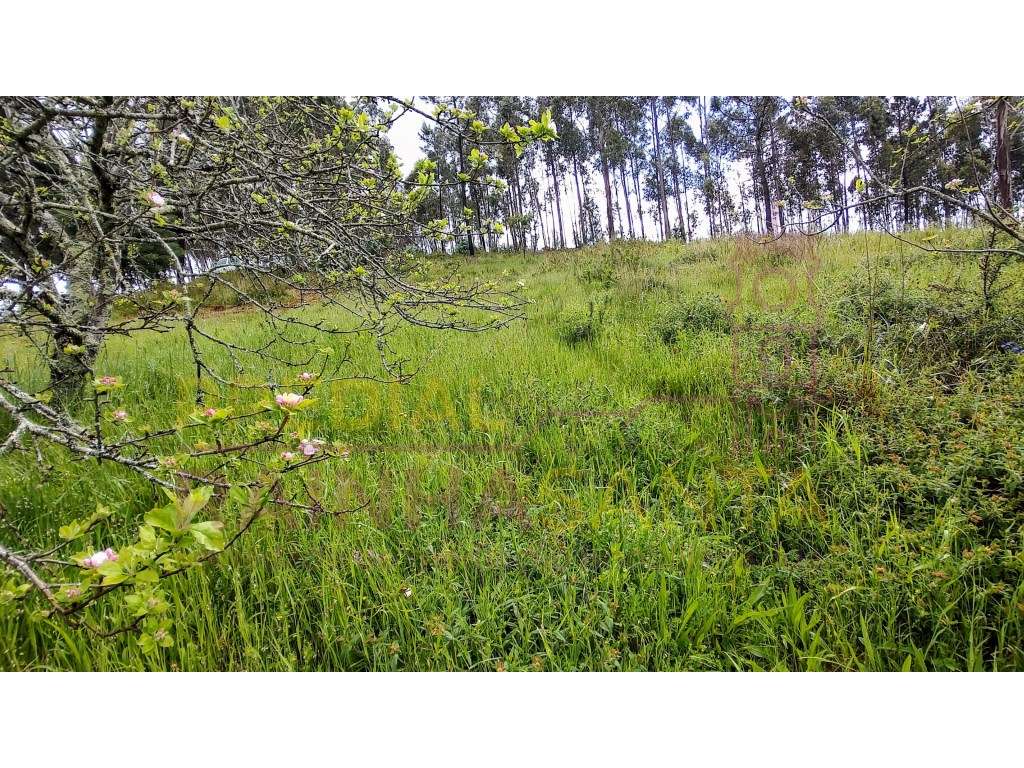 Moradia M2. Anexos-Pátio-Terreno-15 Km Coimbra-18