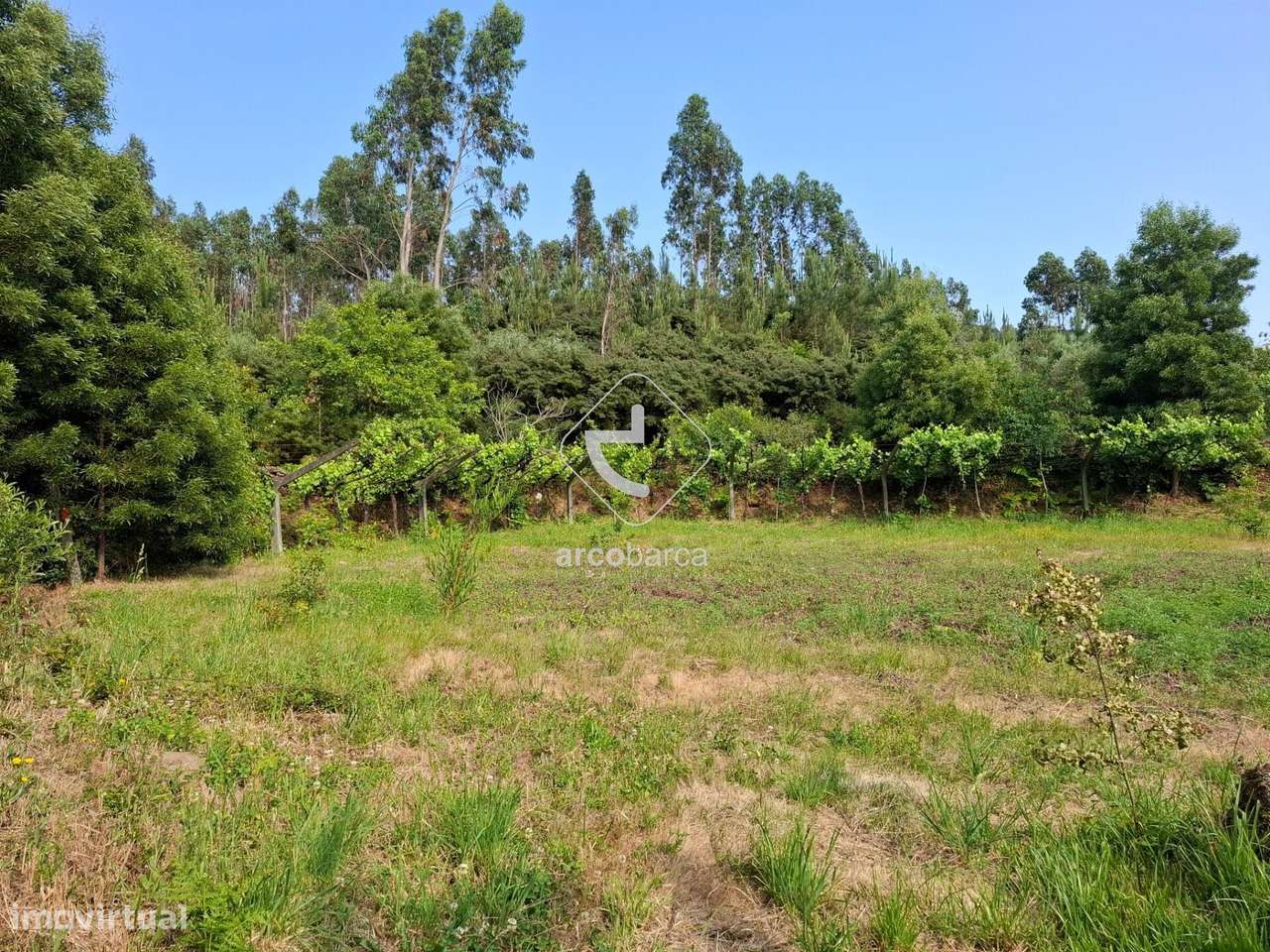 Quintinha ruinas p/restauro com 2520m2 - Moreira Lima - Ponte de Lima-15