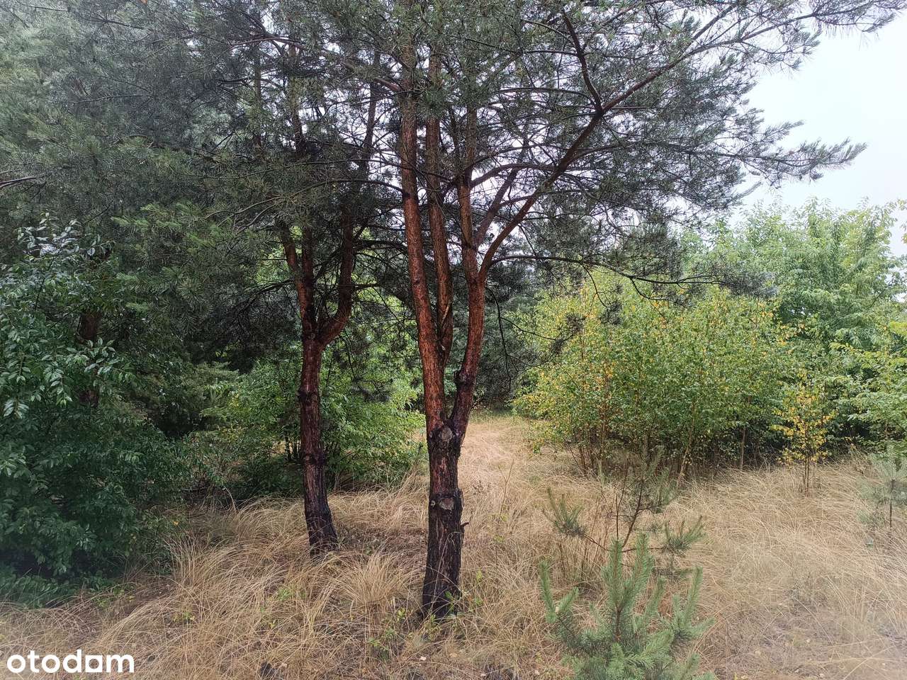 OKAZJA działka budowlana Goławice Drugie k. Pomiechówka - Pełny obrazek: 4/8