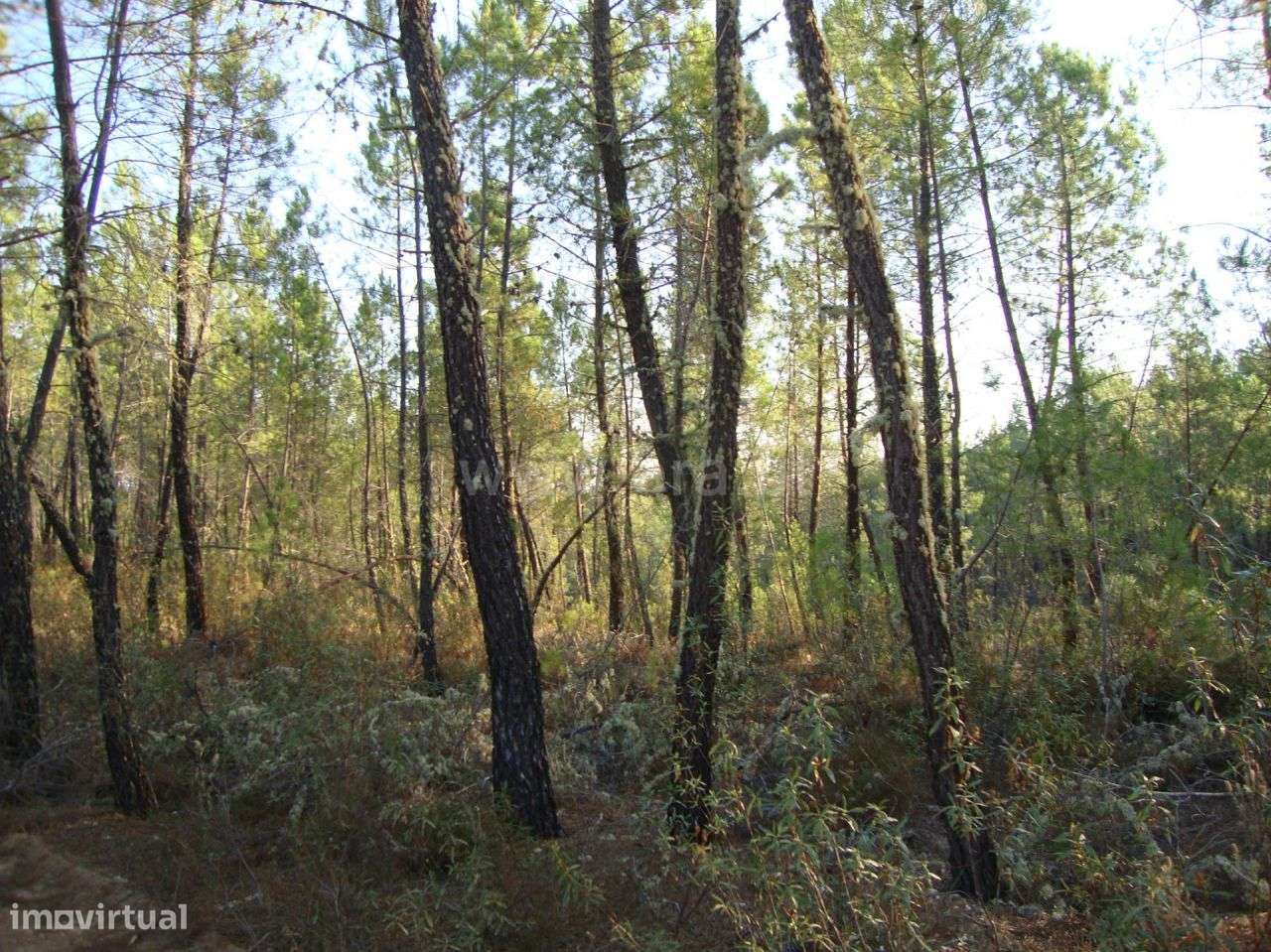 Terreno - Grande imagem: 4/5