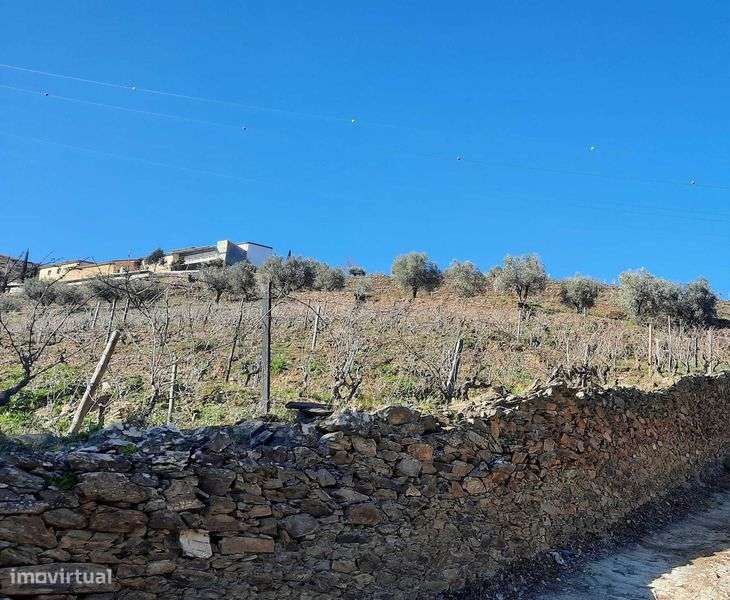 Terreno Rústico no Douro - Grande imagem: 3/5