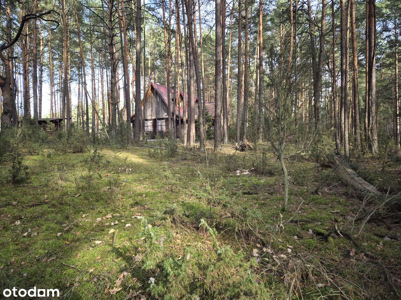 Cicha działka leśna. Popowo Letnisko. Serock. Zalew Zegrzyński. MPZP.-2