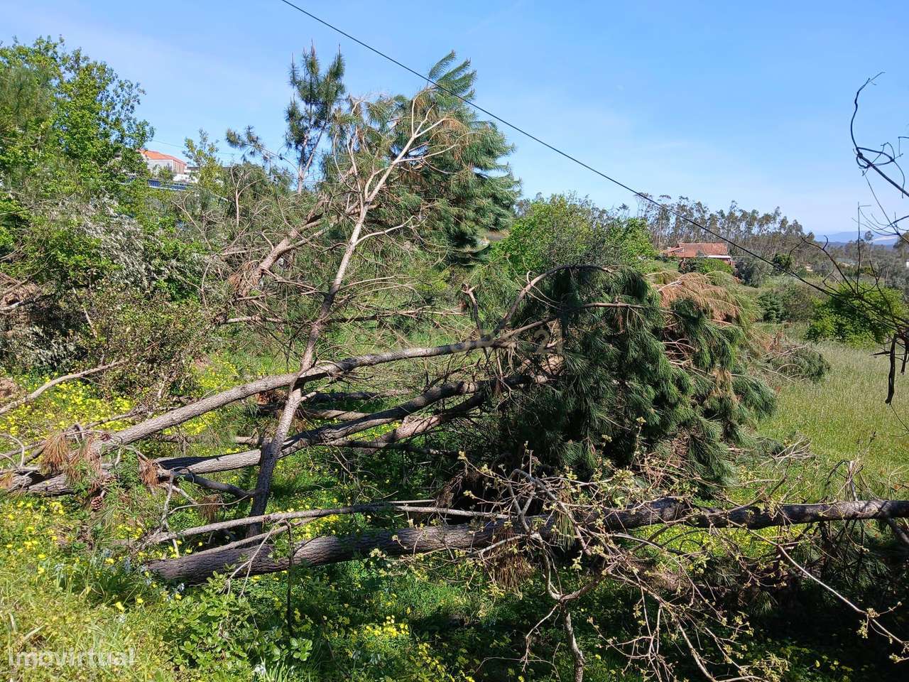 Terreno Rústico com Potencial de Construção | Ribeira de Santo Amaro – - Grande imagem: 3/8