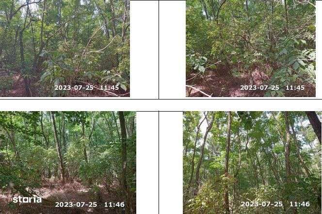 Teren extravilan padure, cota parte de 1/48 Horgesti, ID: R2325836 - Imagine principală: 4/8