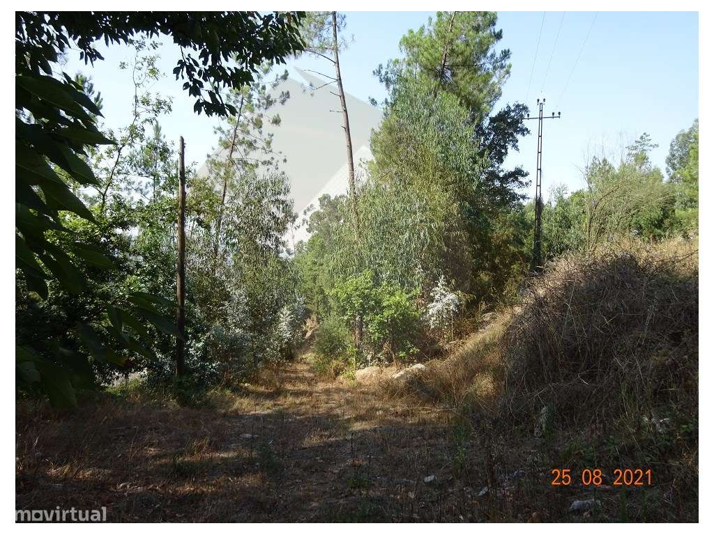 Quintinha - Moreira de Cónegos, Guimarães-20