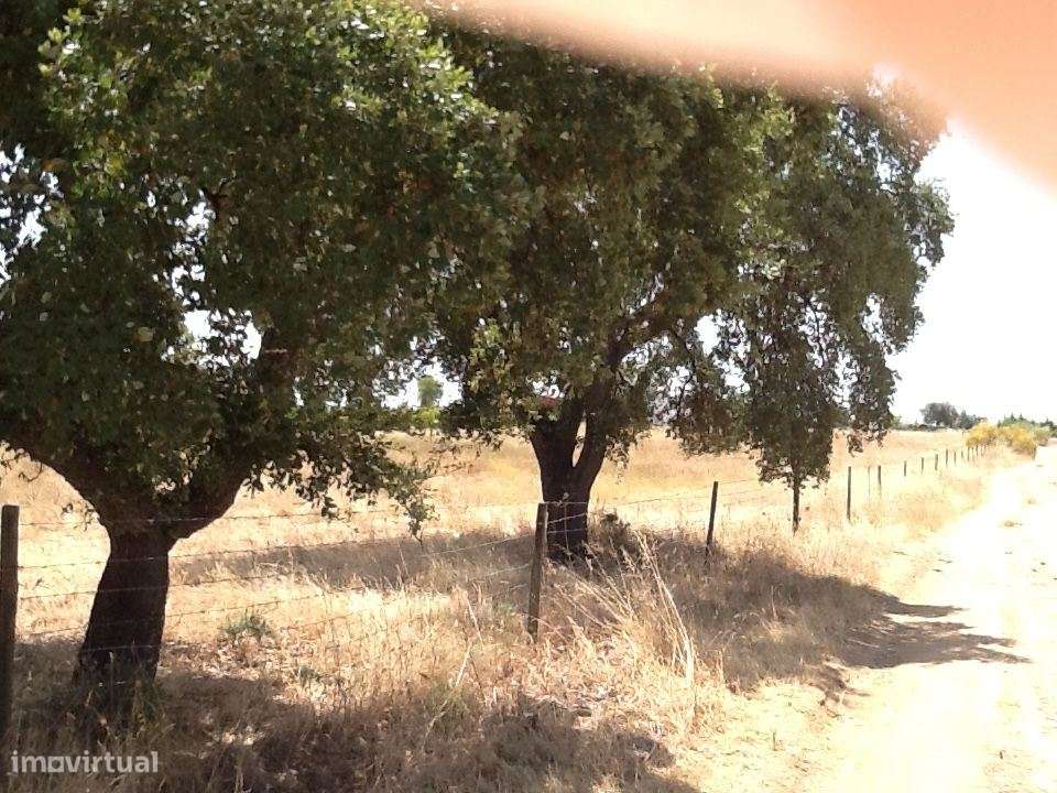 Herdade Mourão 80,44 ha banhada pelas águas do Alqueva-17
