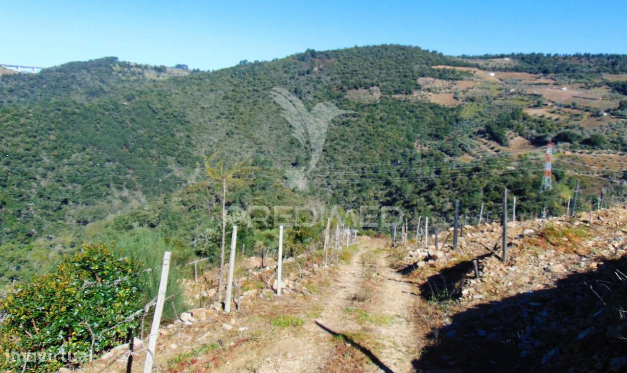 Propriedade c/ Vinha e Olival em Abaças / Vila Real - Grande imagem: 4/40