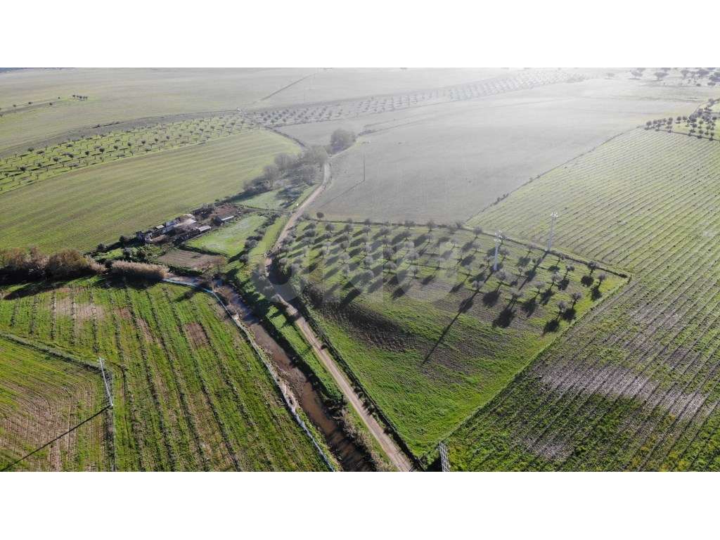 Quinta Alentejana com Ruína, Olival e Nascente - Grande imagem: 4/27