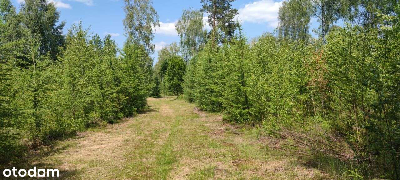 Sprzedam działkę siedliskową Irena - Pełny obrazek: 4/9