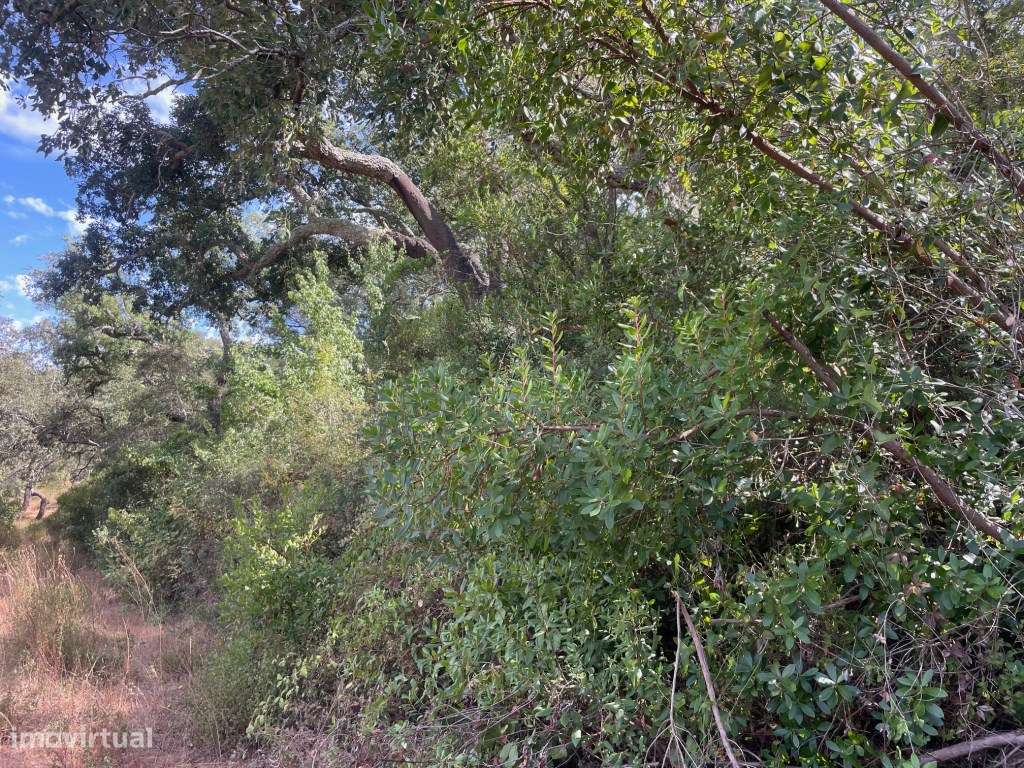 HERDADE COM 100 HECTARES E BASTANTE ARBORIZAÇÃO-9