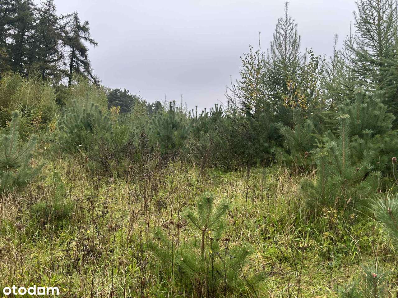 Działka z pozwoleniem na budowę - Pierwoszyno - Pełny obrazek: 5/7