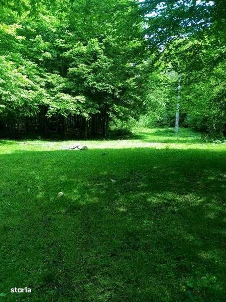 Proprietar - VAND teren Crivaia - Imagine principală: 5/7