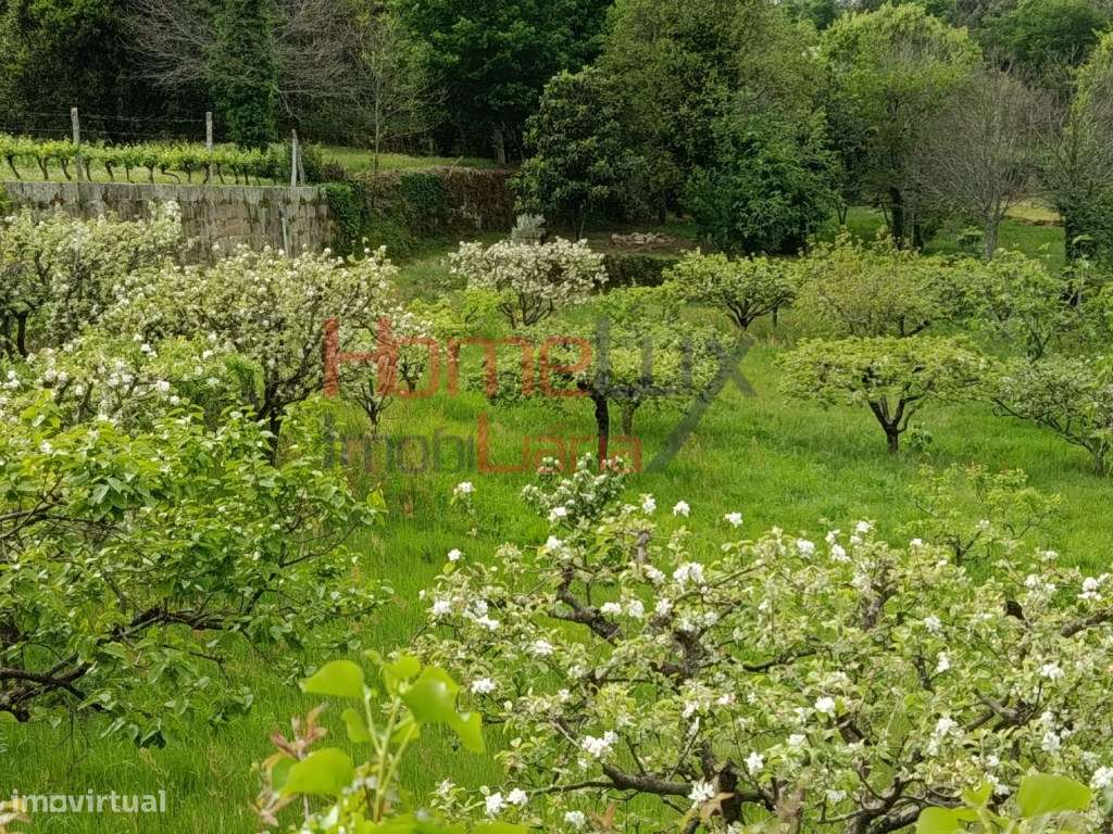 Quinta com Projeto para Turismo Rural em São Pedro do Sul-36