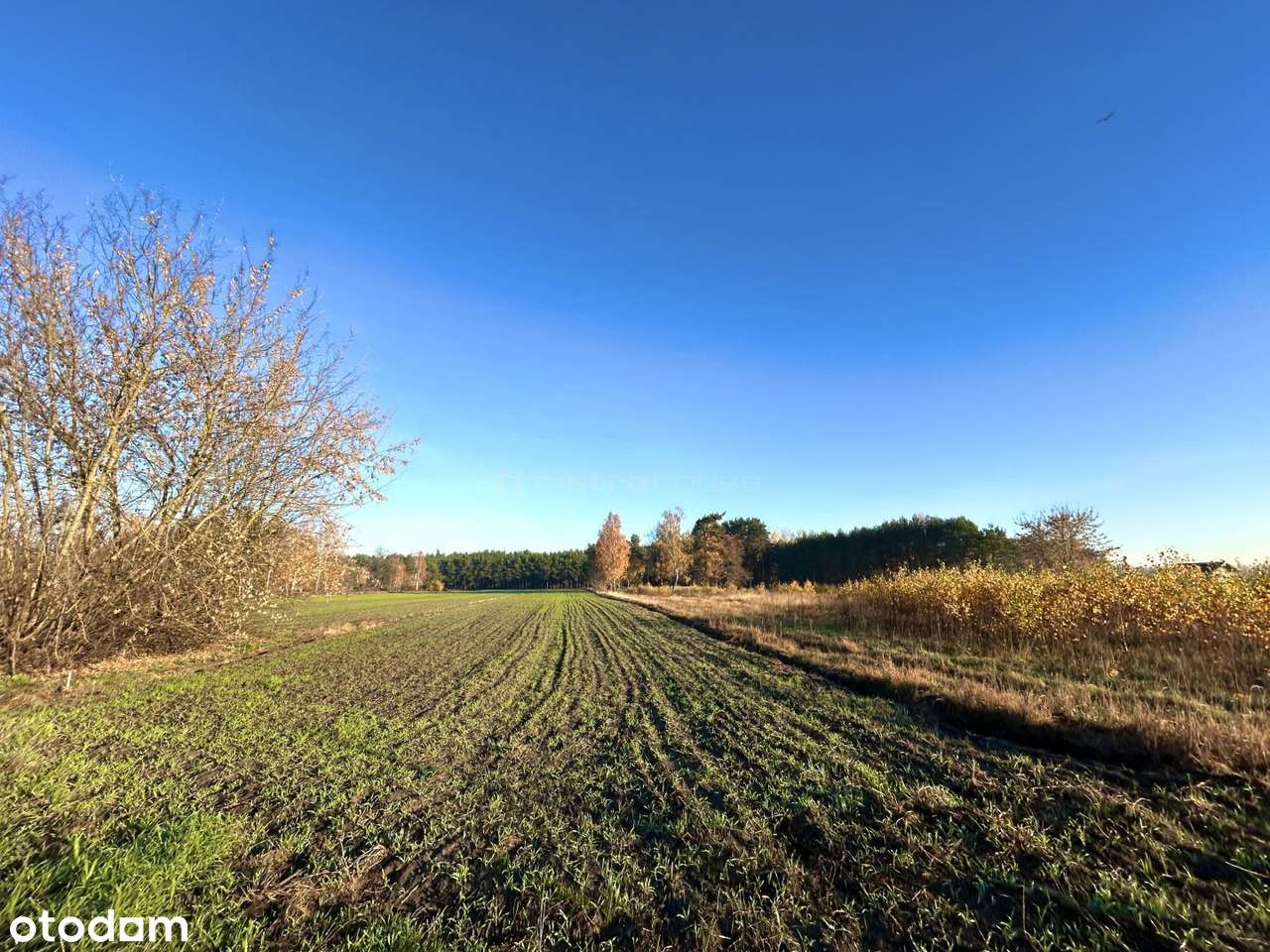 Działka rekreacyjna Szydłów, gm. Lutomiersk - Pełny obrazek: 3/13