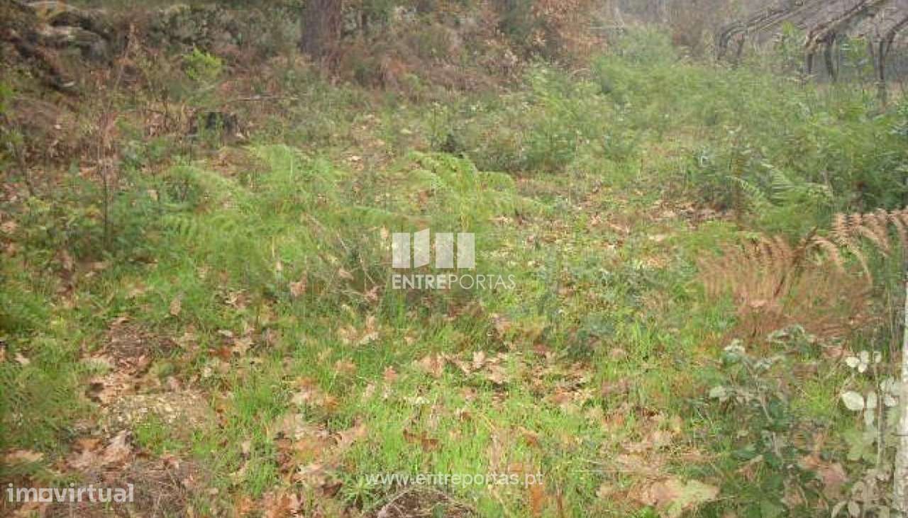 Venda Terreno, Várzea do Douro, Marco de Canaveses - Grande imagem: 3/12