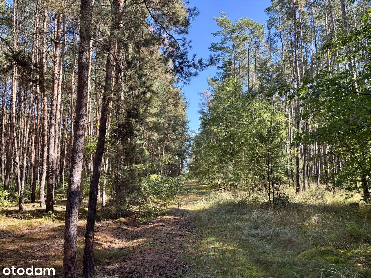 Działka leśna 2,35 ha, Kaszczor, pow. wolsztyński-12