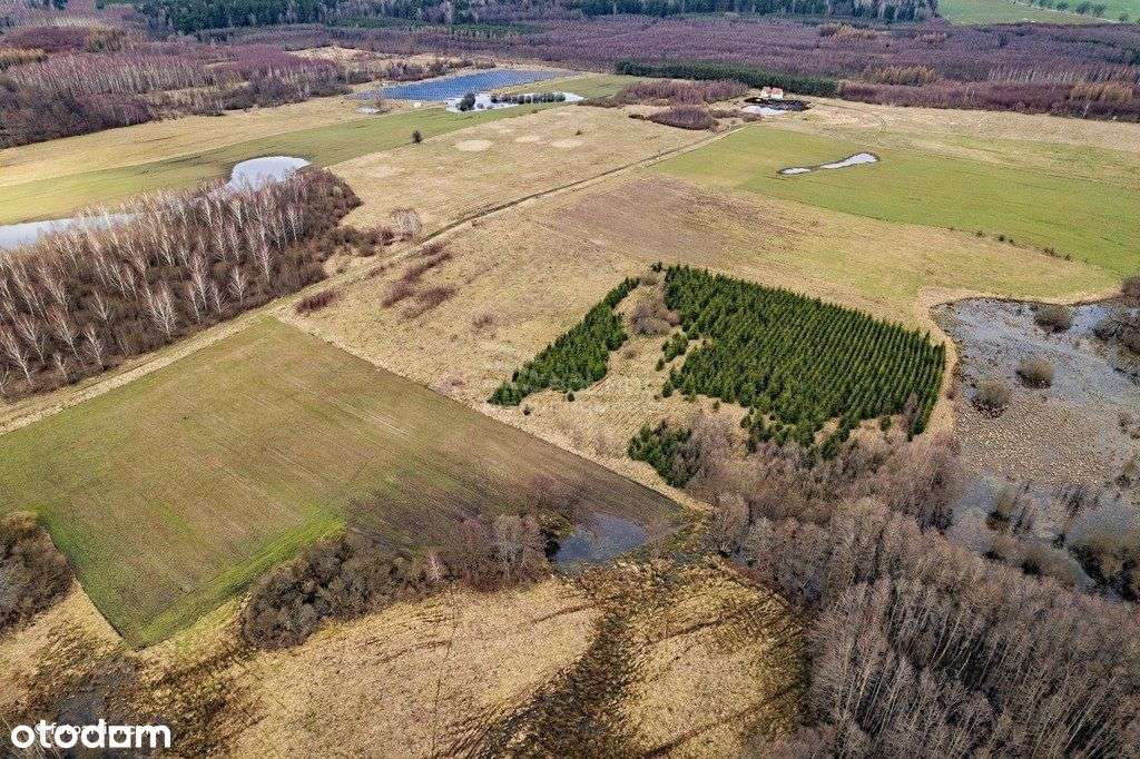 Boguszewo - działka z wydanymi warunkami zabudowy - Pełny obrazek: 4/9