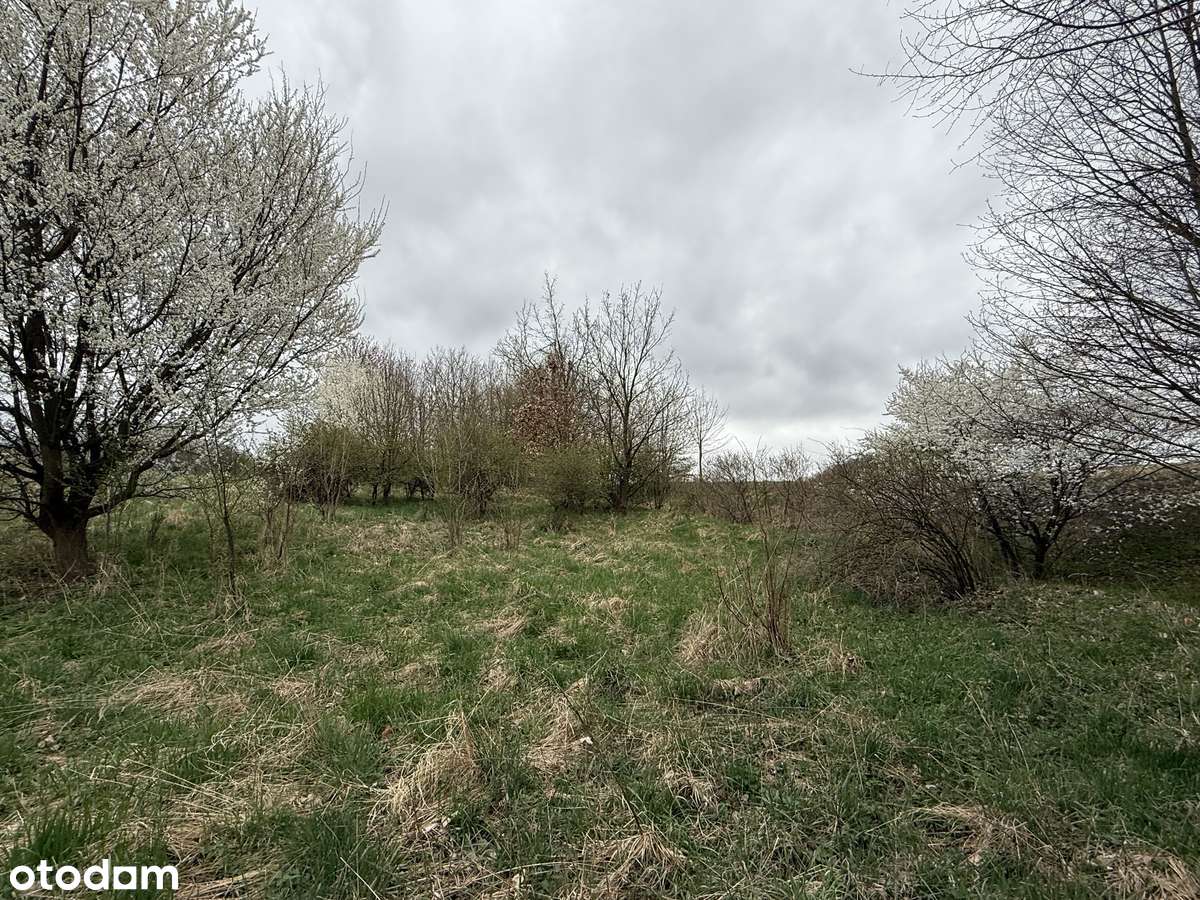 Działka z warunkami zabudowy - las, dostęp do drogi. Inwestycja.-12