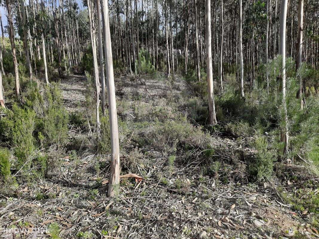 Terreno  para venda - Grande imagem: 5/18