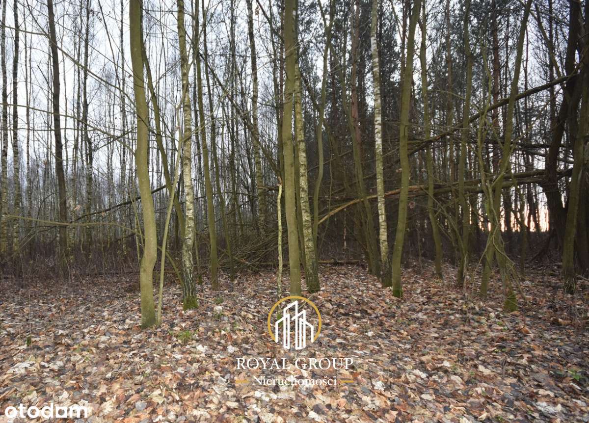 Działka leśna-2