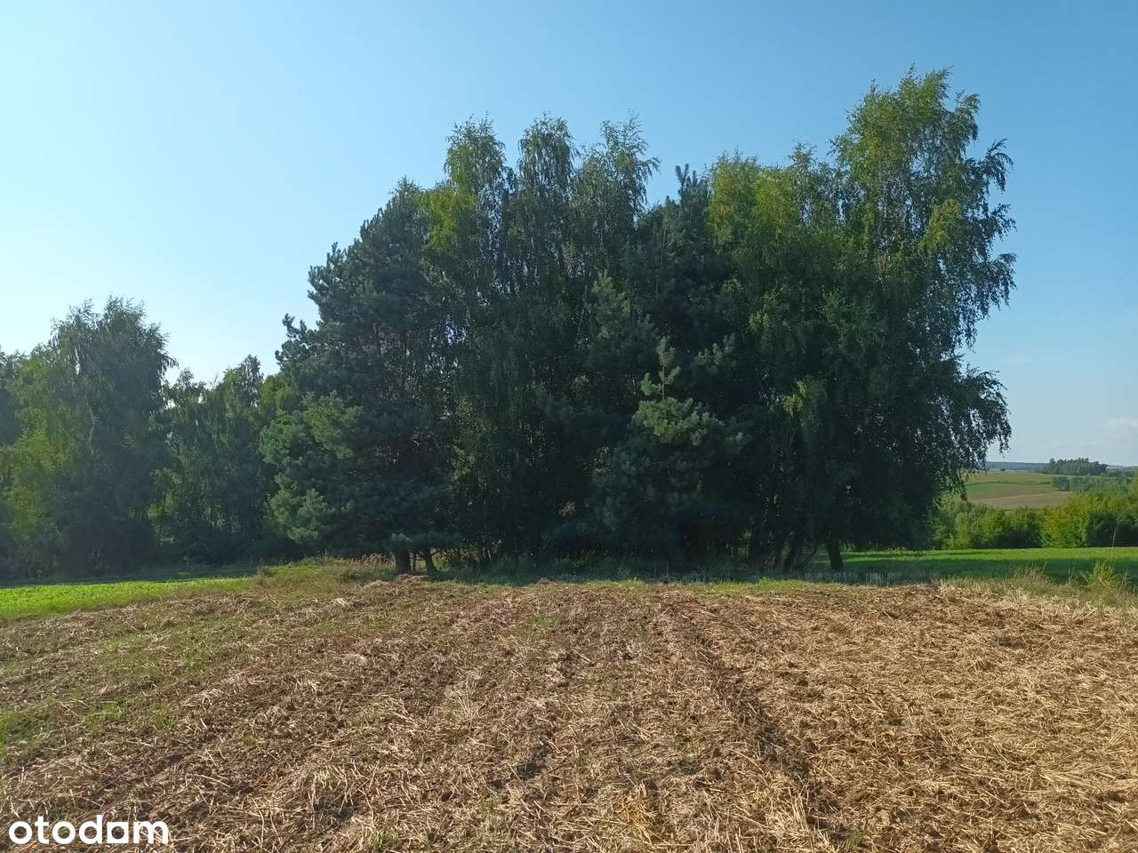 Działka rolno-budowlana godzinę drogi od Krakowa 0,7 ha Przybysławice - Pełny obrazek: 4/8