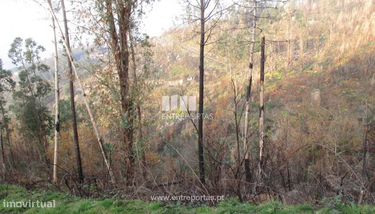 Venda Terreno,São Simão, Amarante - Grande imagem: 3/12