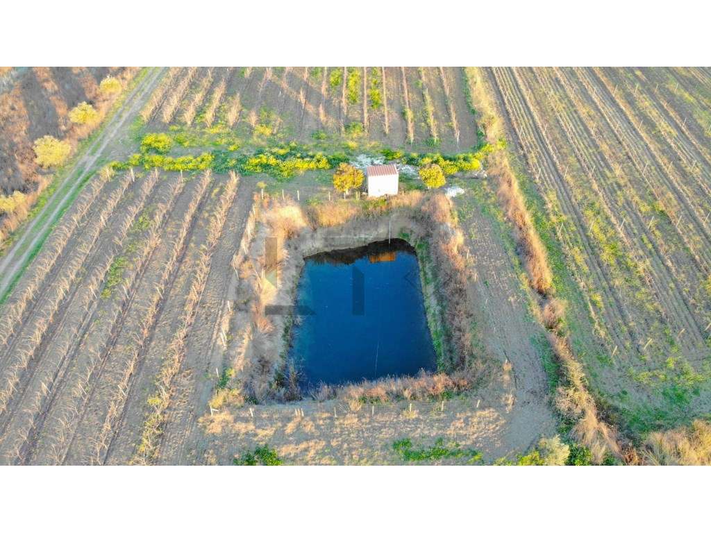 Terreno / Vinha em Reguengos de Monsaraz - 7,35 Hectares - Grande imagem: 5/22