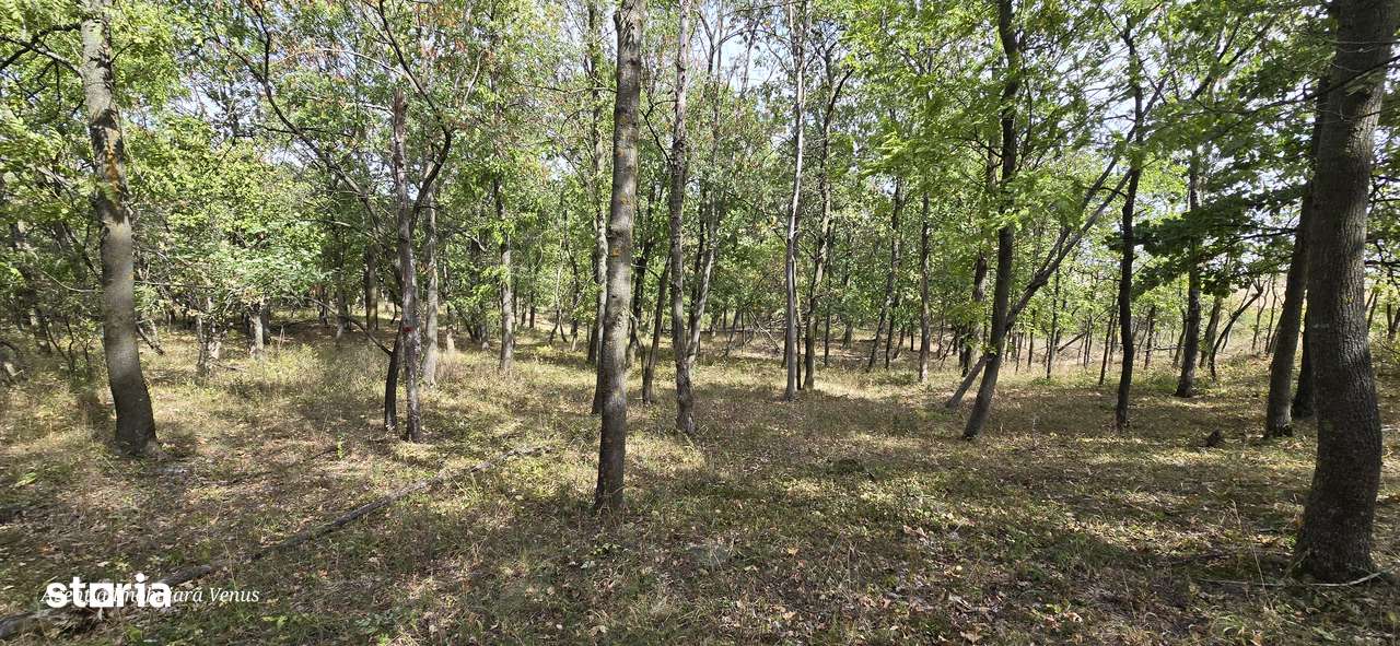 Terenuri in Cucorani sau padure - Imagine principală: 5/6