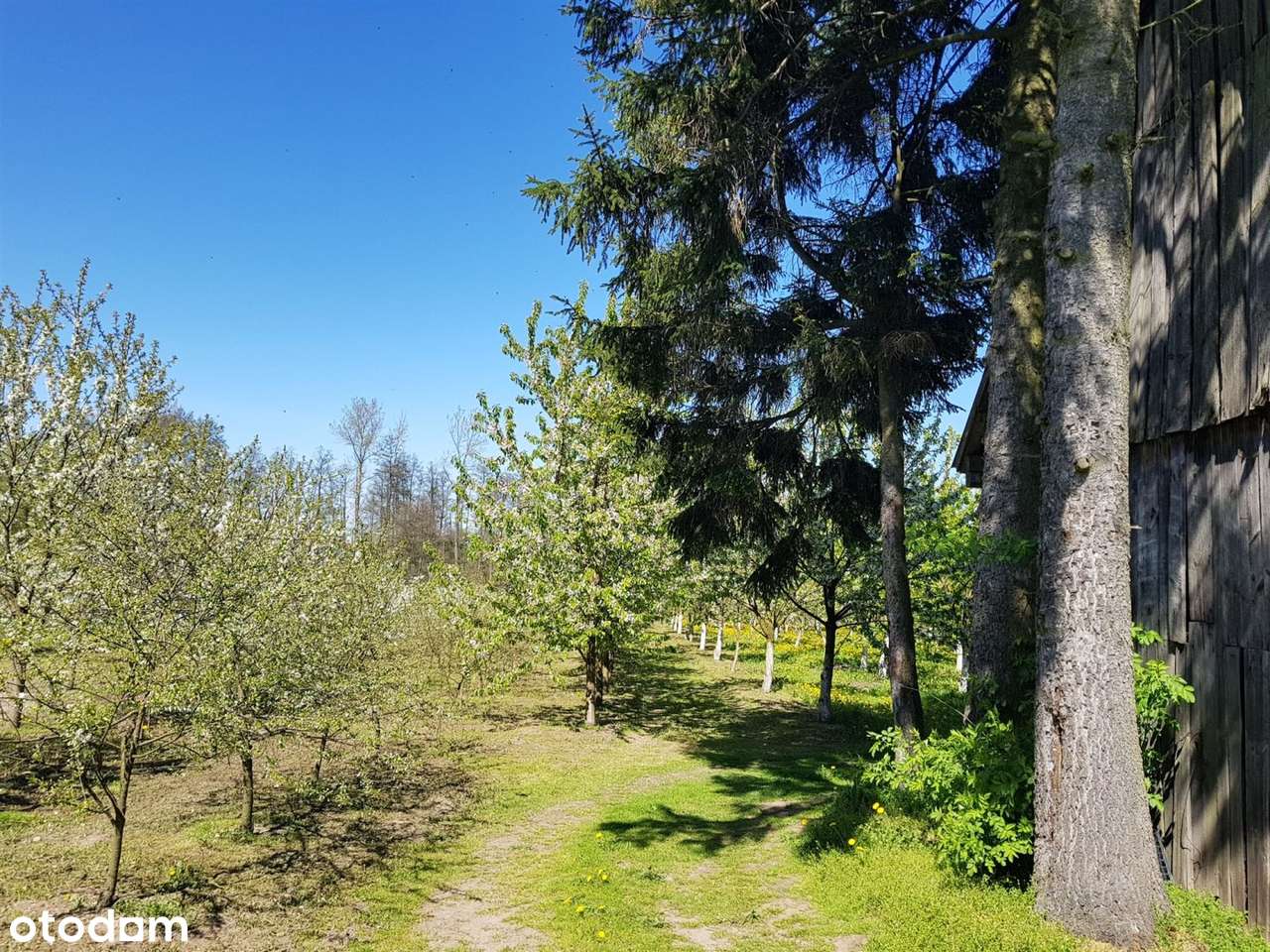 Okazja! DOM Siedlisko Budynki Gosp SAD Staw ok 1h-8