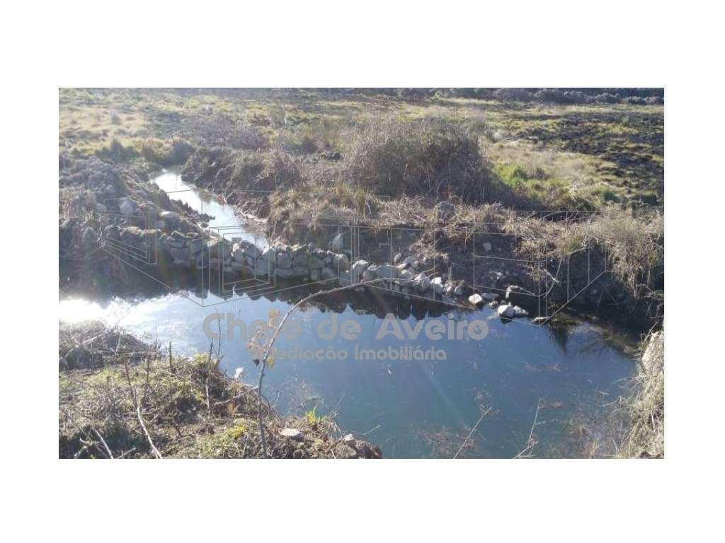 Herdade em Portalegre Com 200 Oliveiras (Nisa)-10