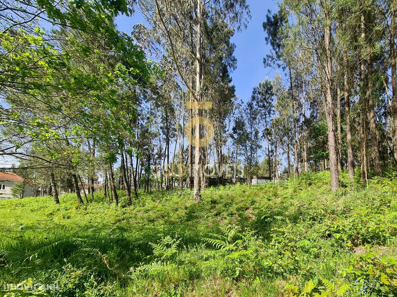 Terreno Rústico  Venda em Canedo, Vale e Vila Maior,Santa Maria da Fei - Grande imagem: 5/13