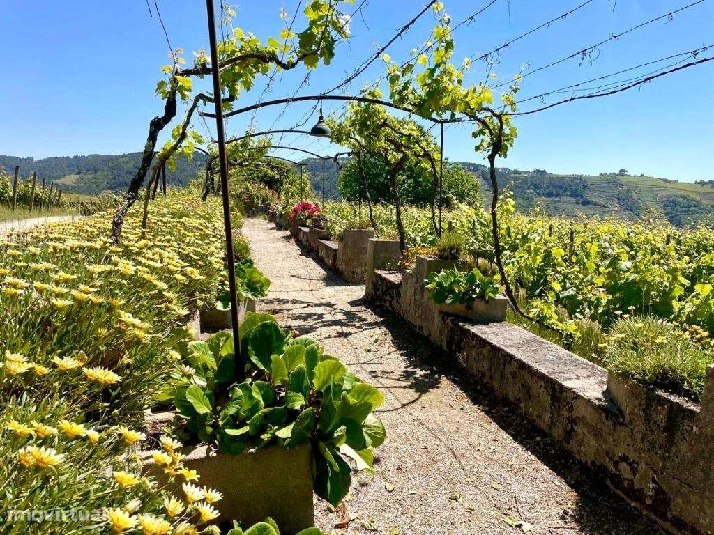 Douro Vinhateiro, Quinta Turística-25