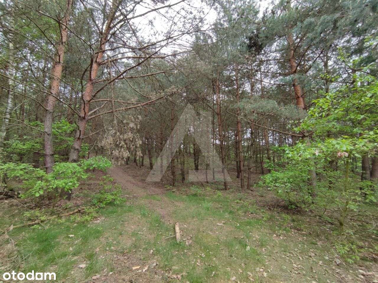 Działka ze ścianą lasu w wyjątkowym miejscu - Pełny obrazek: 4/4