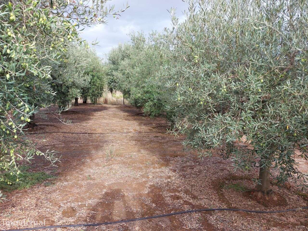 Moradia Geminada T2 - Selmes - Grande imagem: 4/16