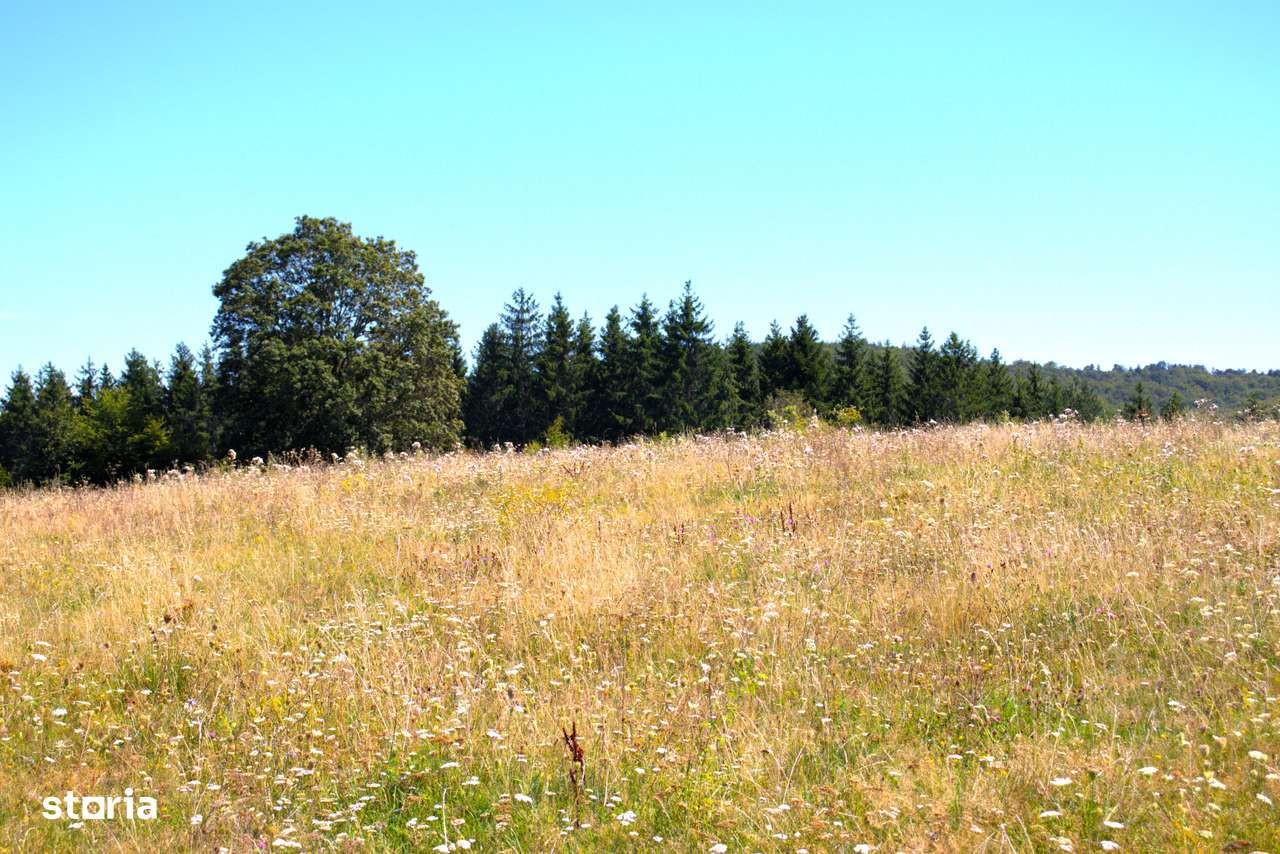 Ocazie rară 12 hectare teren extravilan,pășune sub prețul pieței - Imagine principală: 4/9