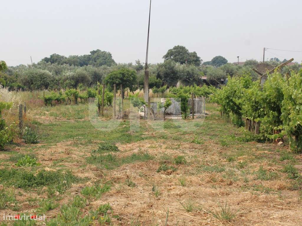 Quintinha com 1875m2 para Venda em Escalos de Cima - Grande imagem: 2/20