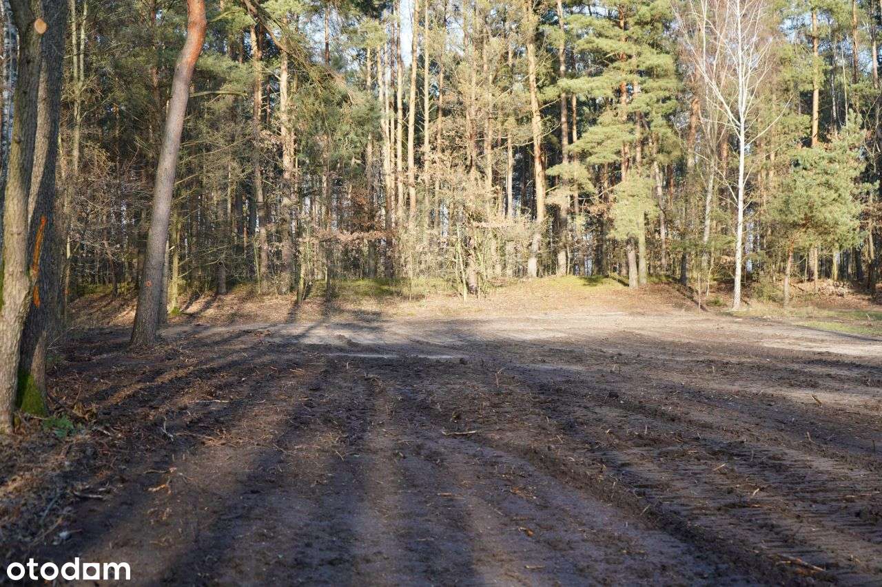 Działka, 5 000 m², Kąck - Pełny obrazek: 5/5