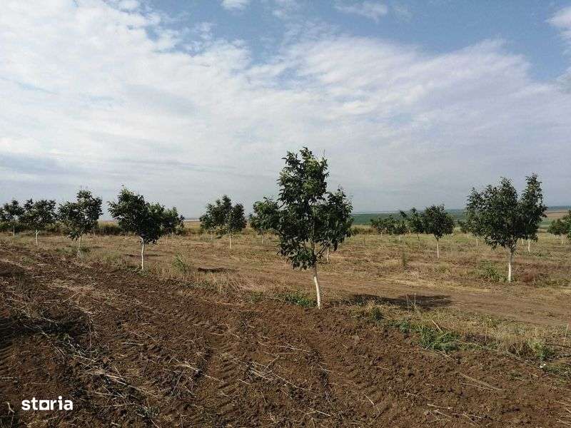 Vand livada de nuci 5ha - Imagine principală: 4/7