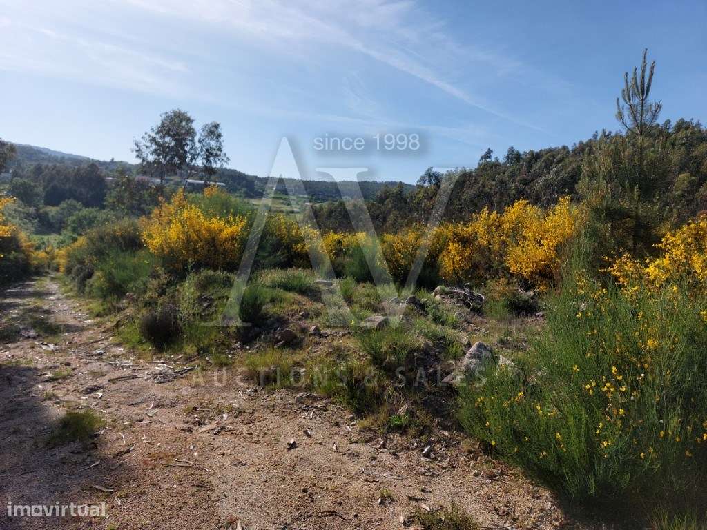 Terreno Rústico - CAMPIA - VOUZELA | LEILÃO ELETRÓNICO | FIM 16*JAN - Grande imagem: 5/5