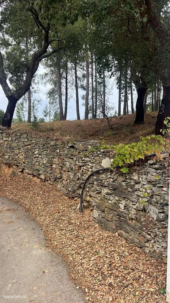Terreno com pinheiros – Ideal para estaleiro em Proença-a-Nova - Grande imagem: 5/8