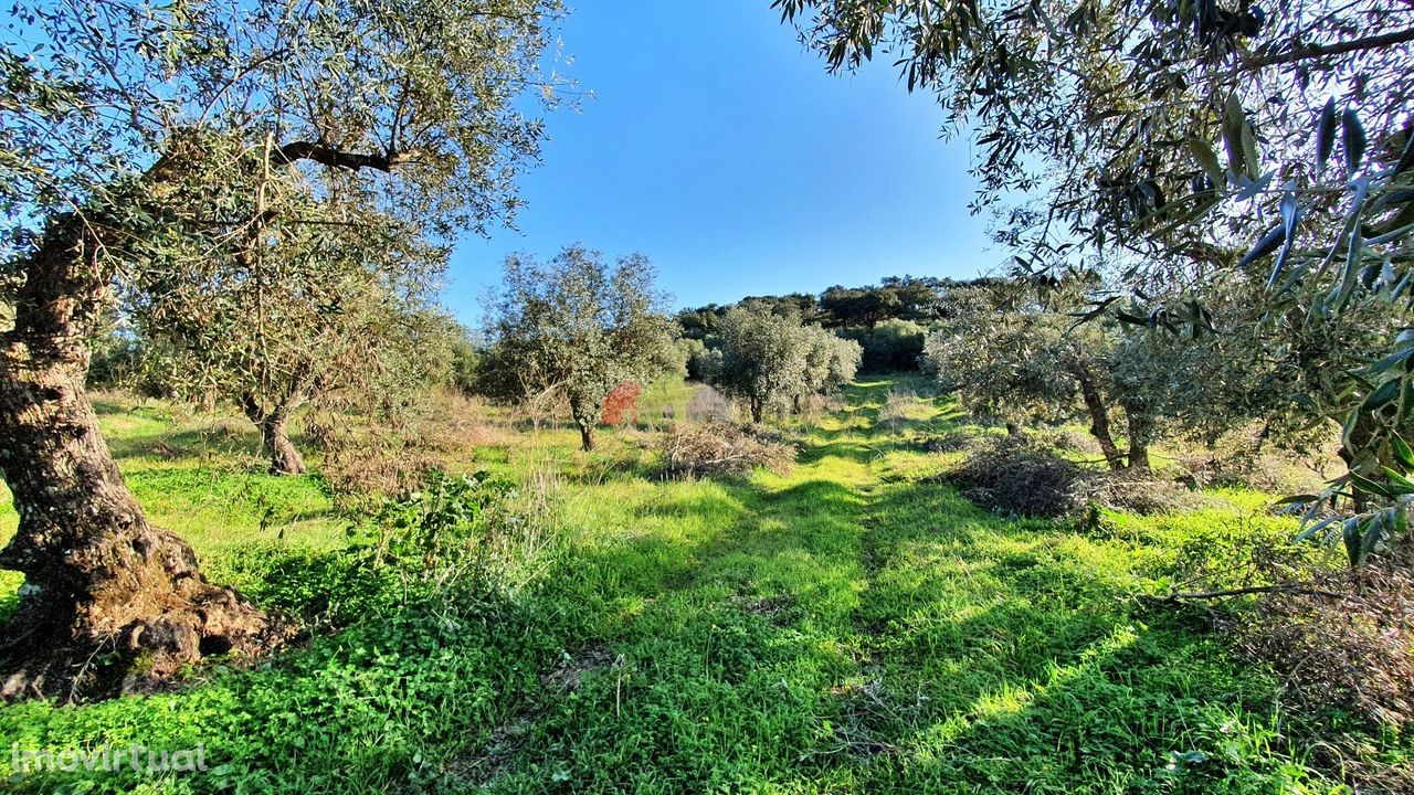 Terreno rústico  com olival para projeto agrícola