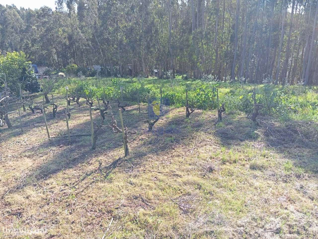 Terreno com 1996m2 na Alvorninha, Caldas da Rainha - Grande imagem: 4/6