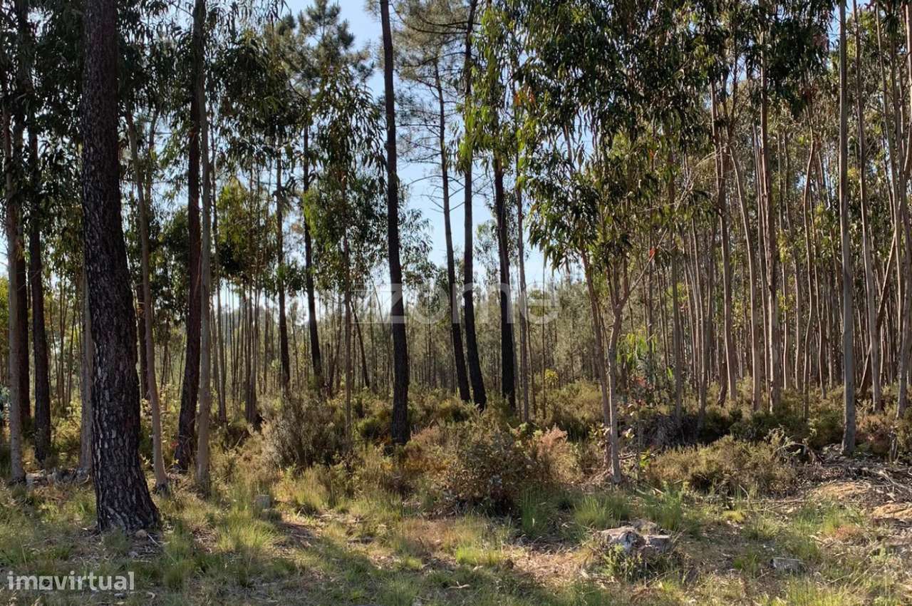 Terreno Rustico - Grande imagem: 5/15