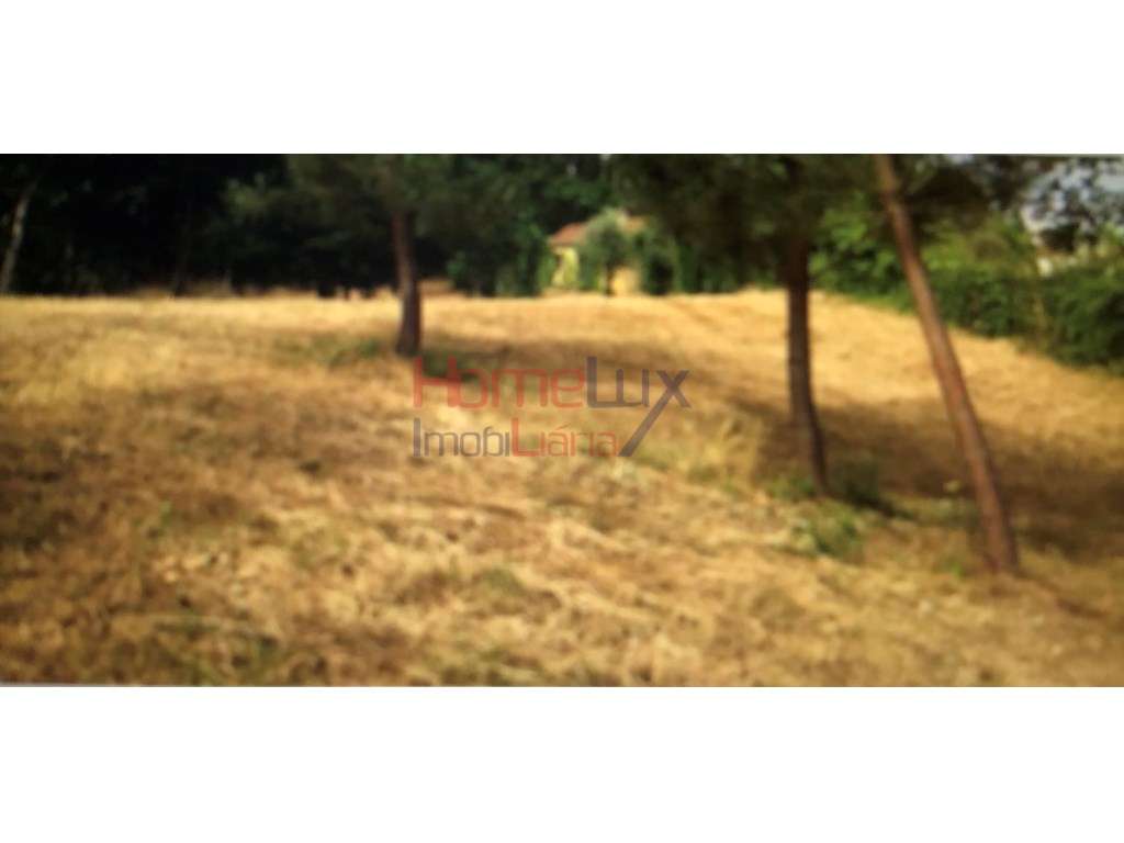 Quinta c/ 9 870 m2 em Valongo do Vouga - Grande imagem: 5/29