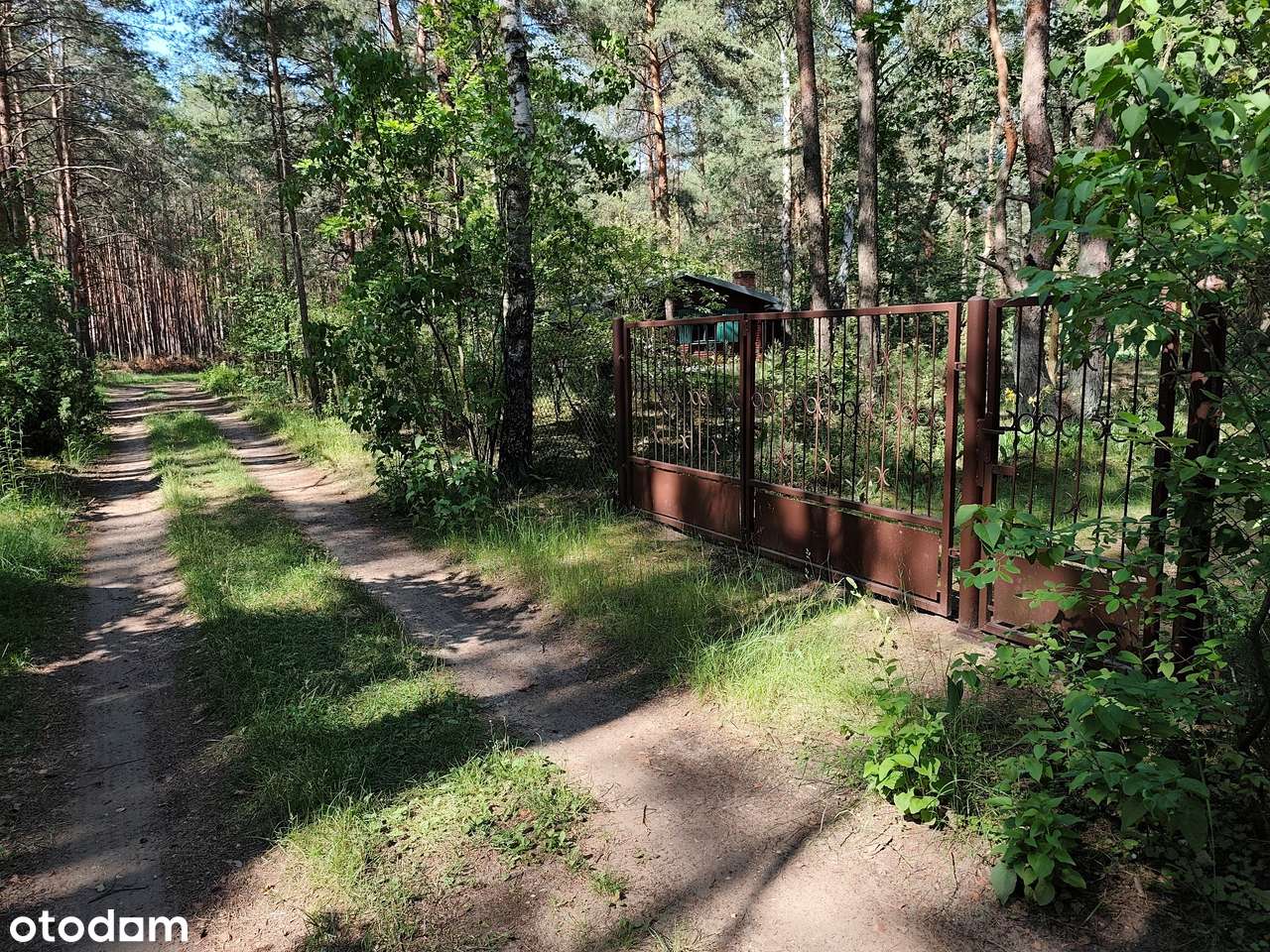 Piękna Działka w lesie sosnowym 958 m² z domkiem i dostępem do mediów - Pełny obrazek: 5/20