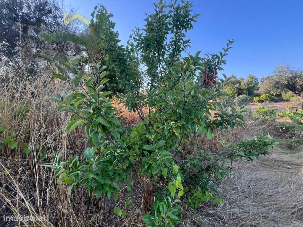 Terreno rústico com 920m2, para venda, em Juncal do Campo. - Grande imagem: 5/11