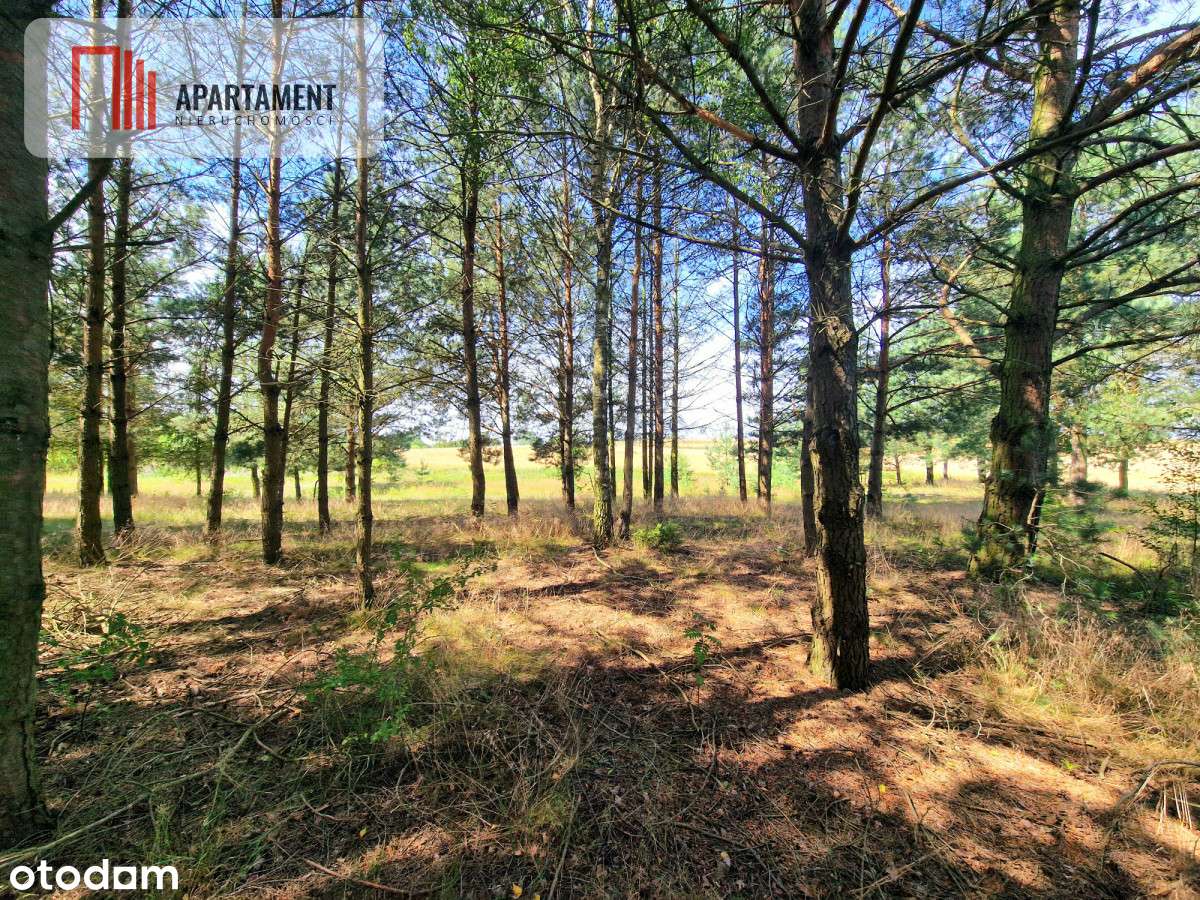 Działka budowlana w Borach Tucholskich! - Pełny obrazek: 4/10
