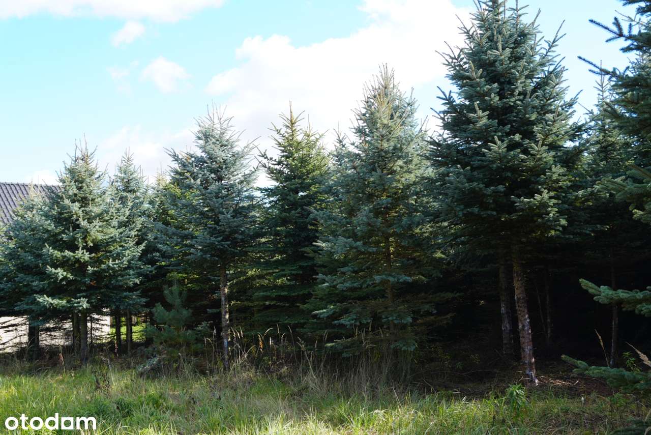 Działki budowlane Zawonia, ul. Rumiankowa, na zadrzewionym terenie! - Pełny obrazek: 5/8