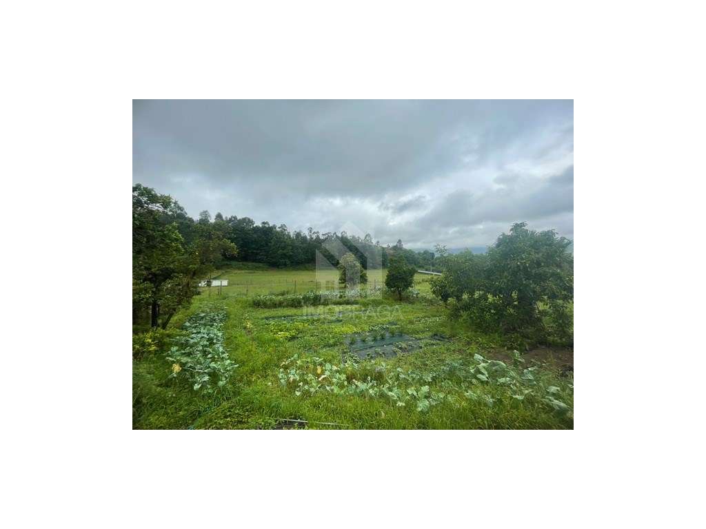 Venda Quinta com 11 Hectares, em Guimarães - Grande imagem: 3/34