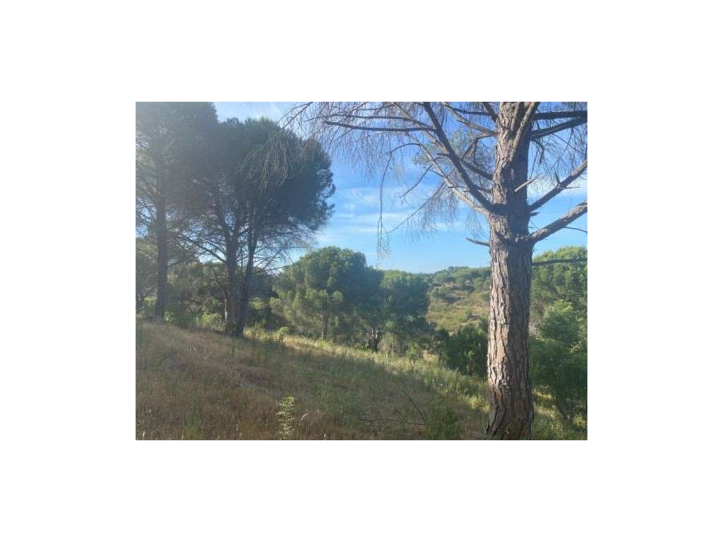 TERRENO Rústico - MELIDES - Grande imagem: 4/16